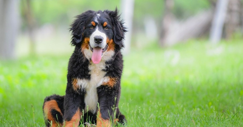 Bernese Mountain Dog sitting calmly