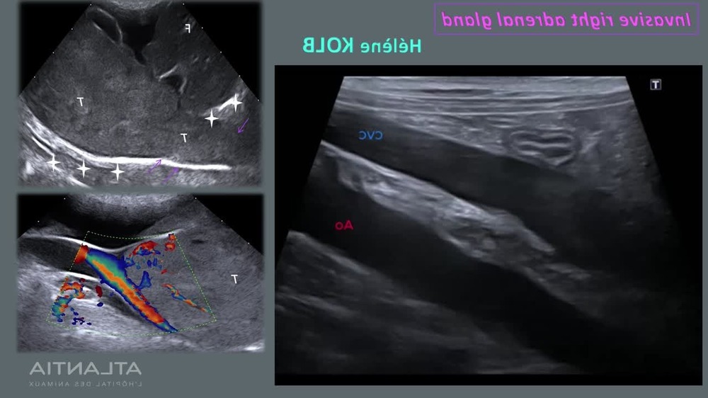 Dog resting comfortably during recovery