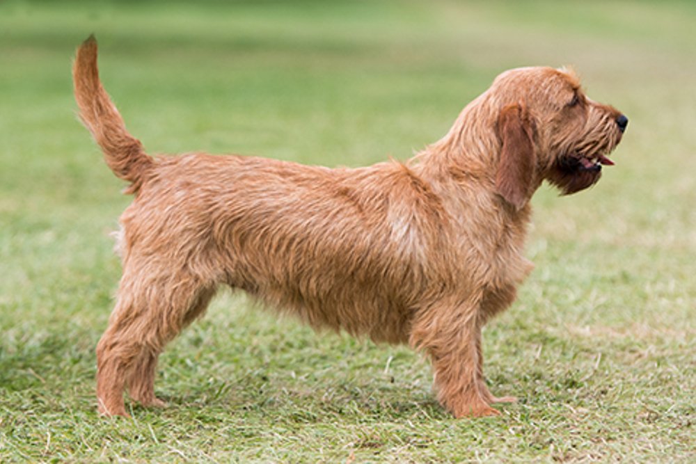 Griffon Fauve de Bretagne standing outdoors