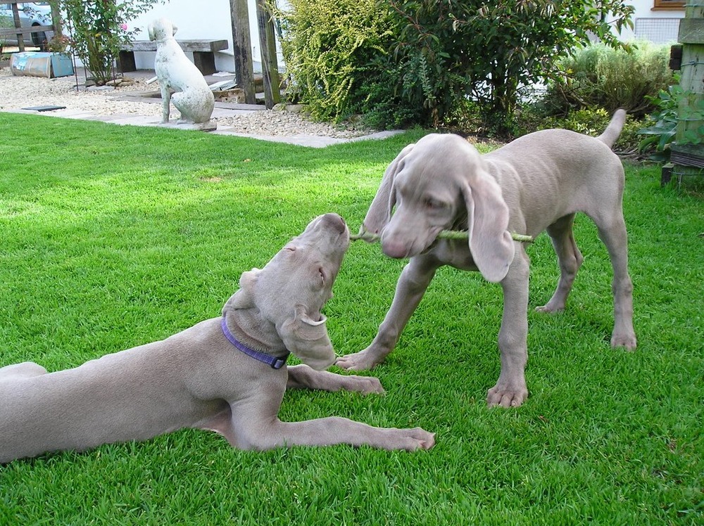 Weimaraner resting calmly on a rug