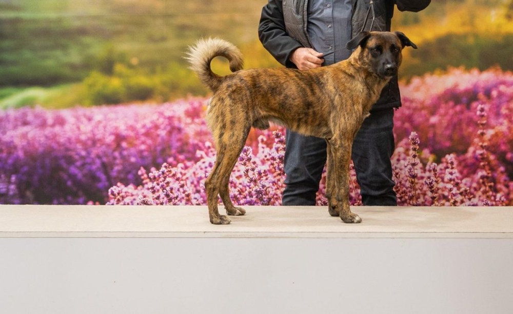Cursinu standing outdoors on rocky ground