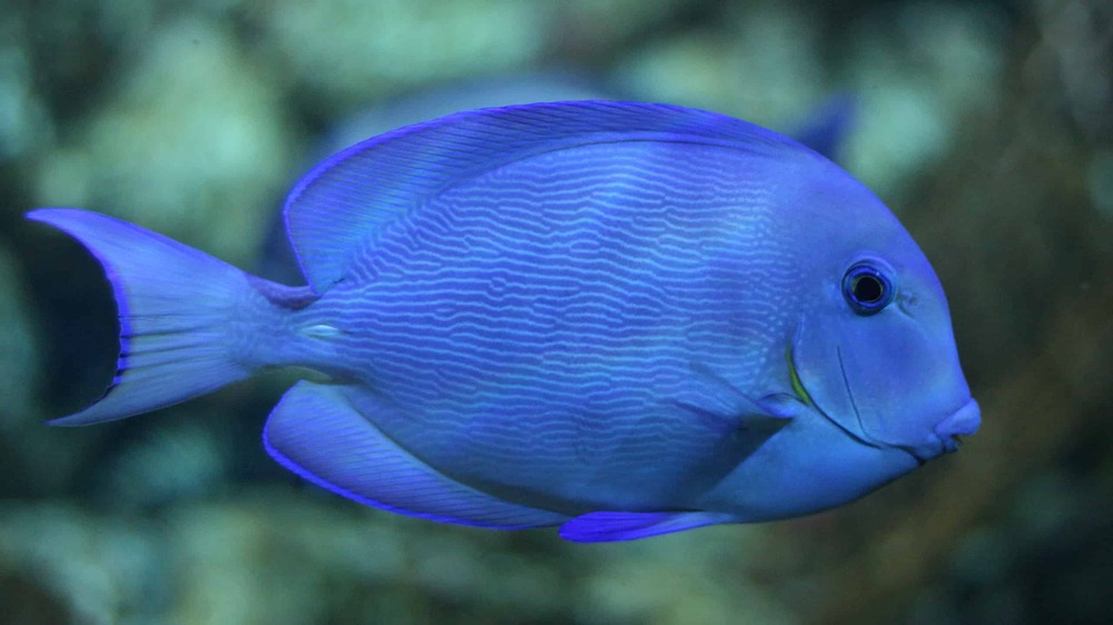 Medium-sized dog standing outdoors