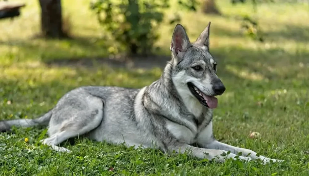 Saarloos Wolfdog outdoors with alert posture