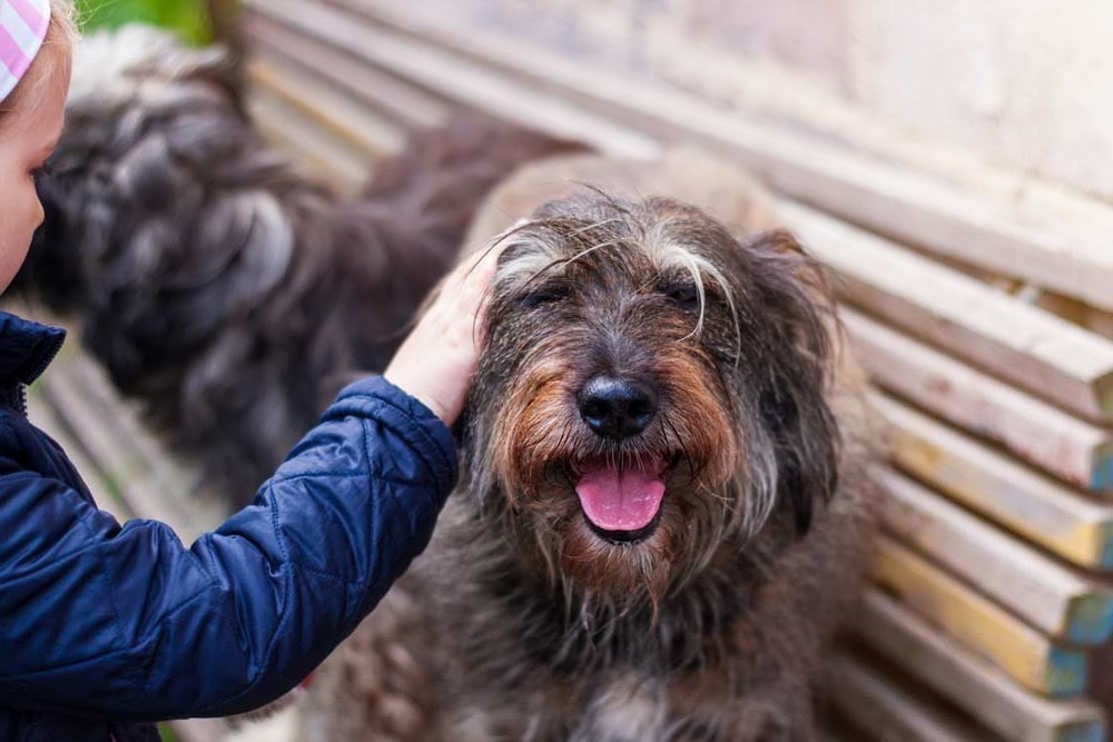 Older dog resting comfortably at home
