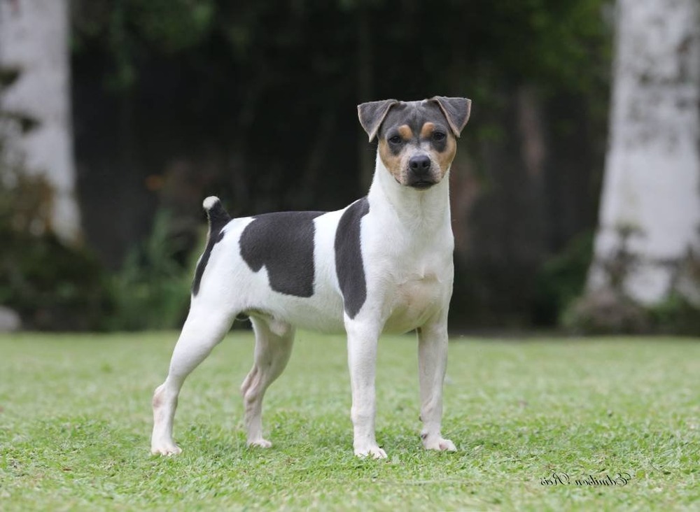 Terrier Brasileiro standing in profile