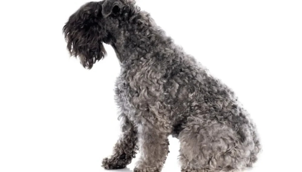 Kerry Blue Terrier sitting, full body view