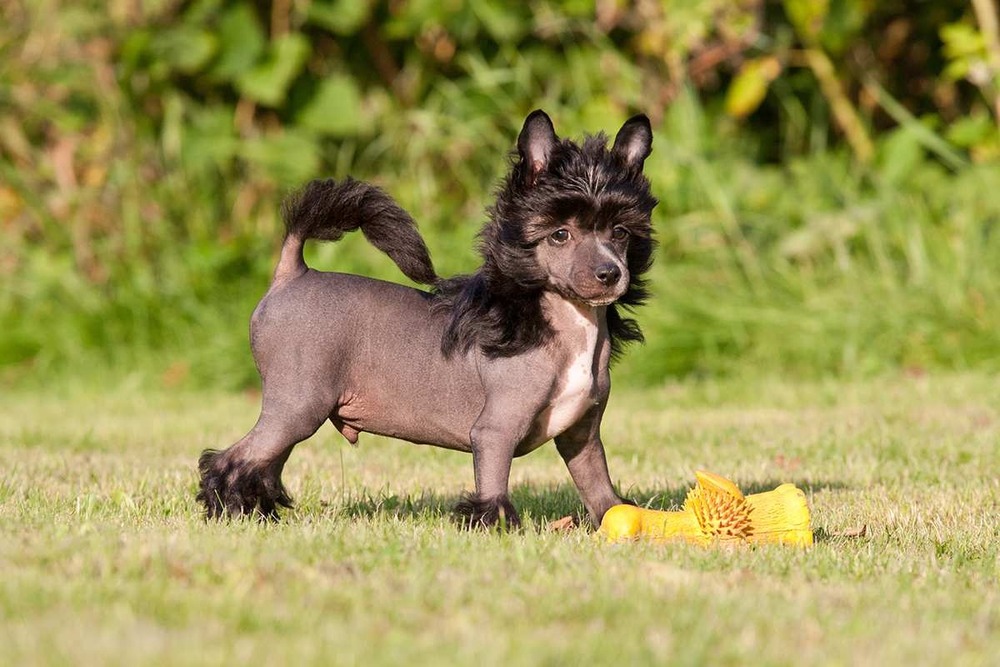 Hairless Chinese Crested with crest and tail plume