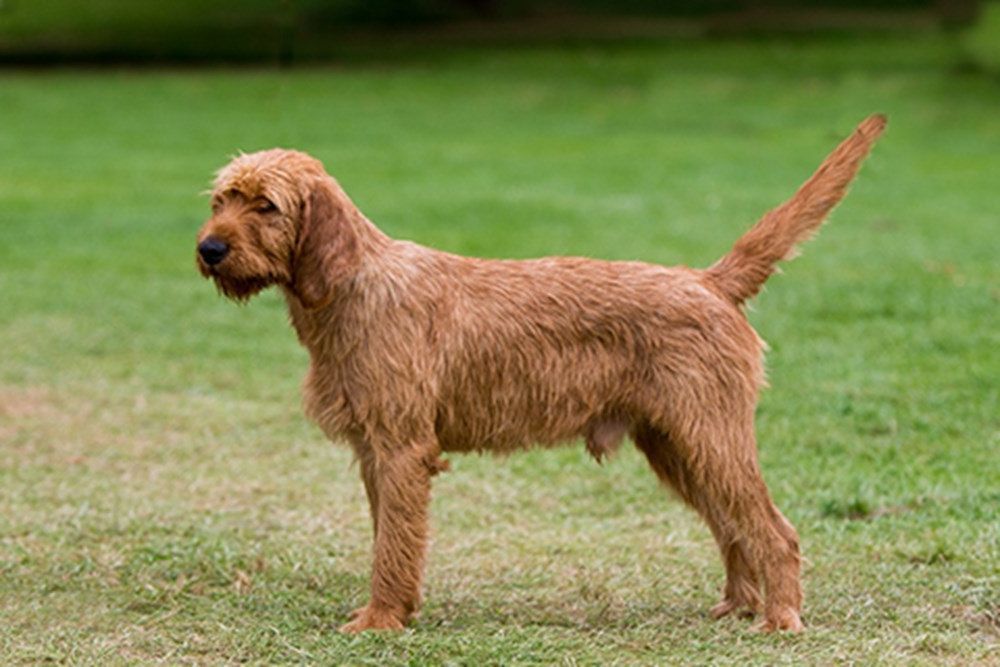 Griffon Fauve de Bretagne in motion outdoors