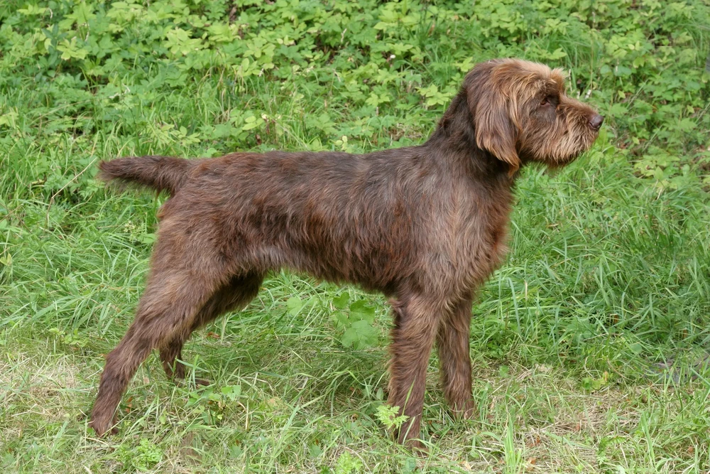 Pudelpointer standing outdoors