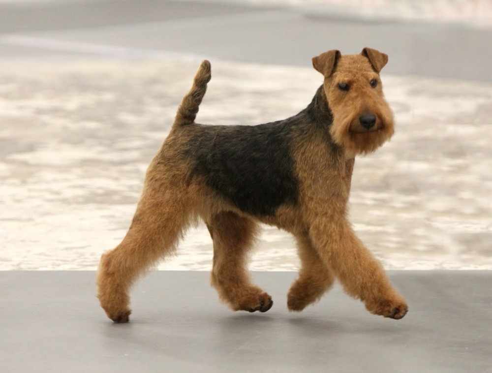 Welsh Terrier standing outdoors