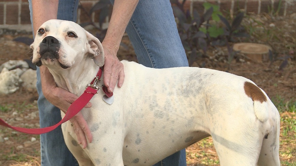 Tick on a dog’s coat during inspection