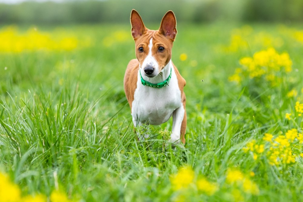 Basenji looking to the side with wrinkled brow