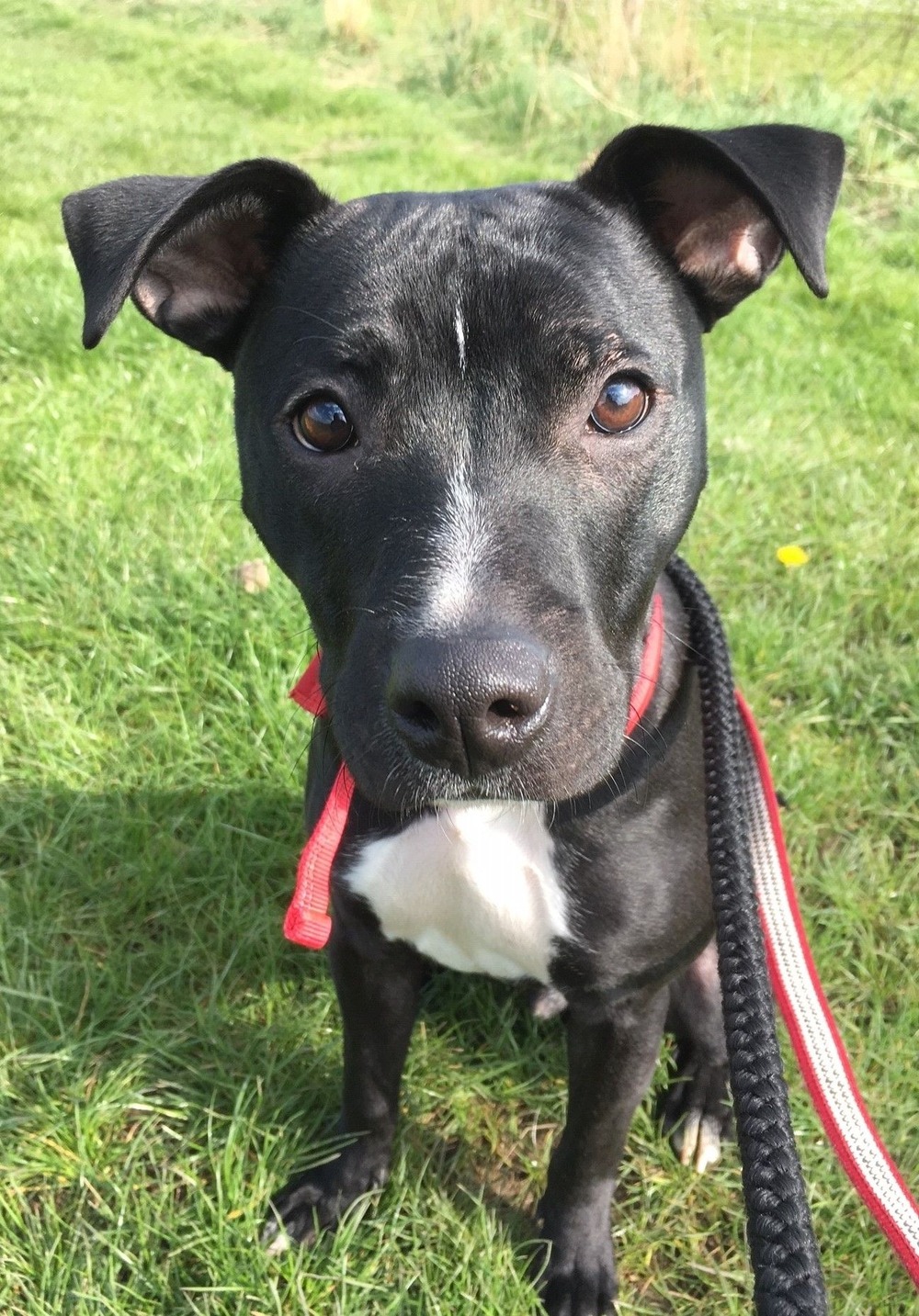 Black and tan terrier-type dog in profile