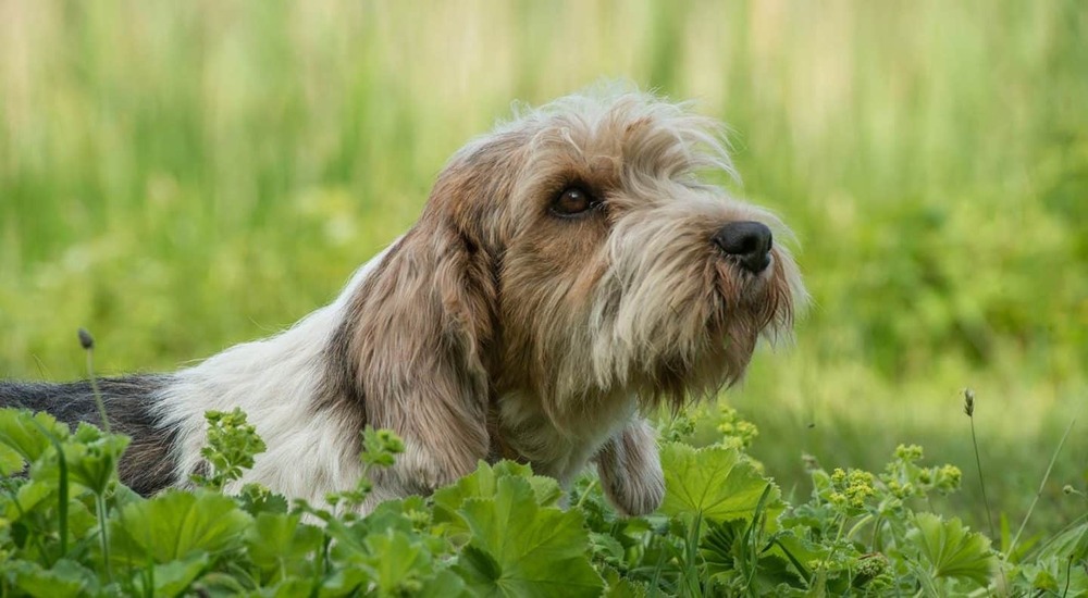 Petit Basset Griffon Vendeen with rough coat and beard