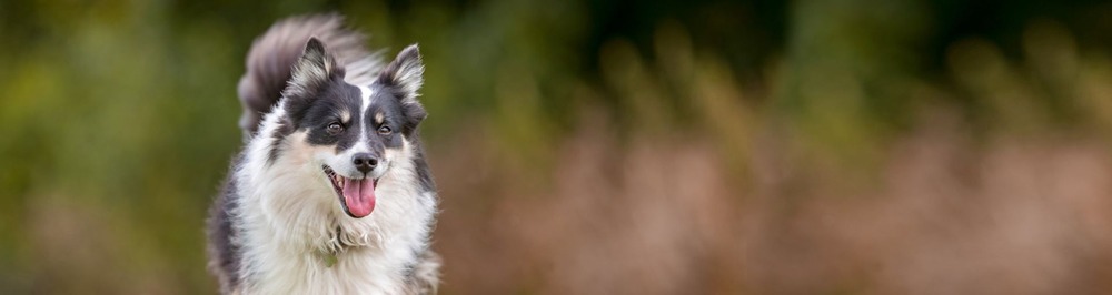 Icelandic Sheepdog standing outdoors