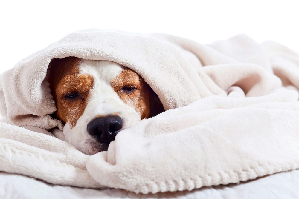 Dog receiving care and monitoring at a veterinary clinic