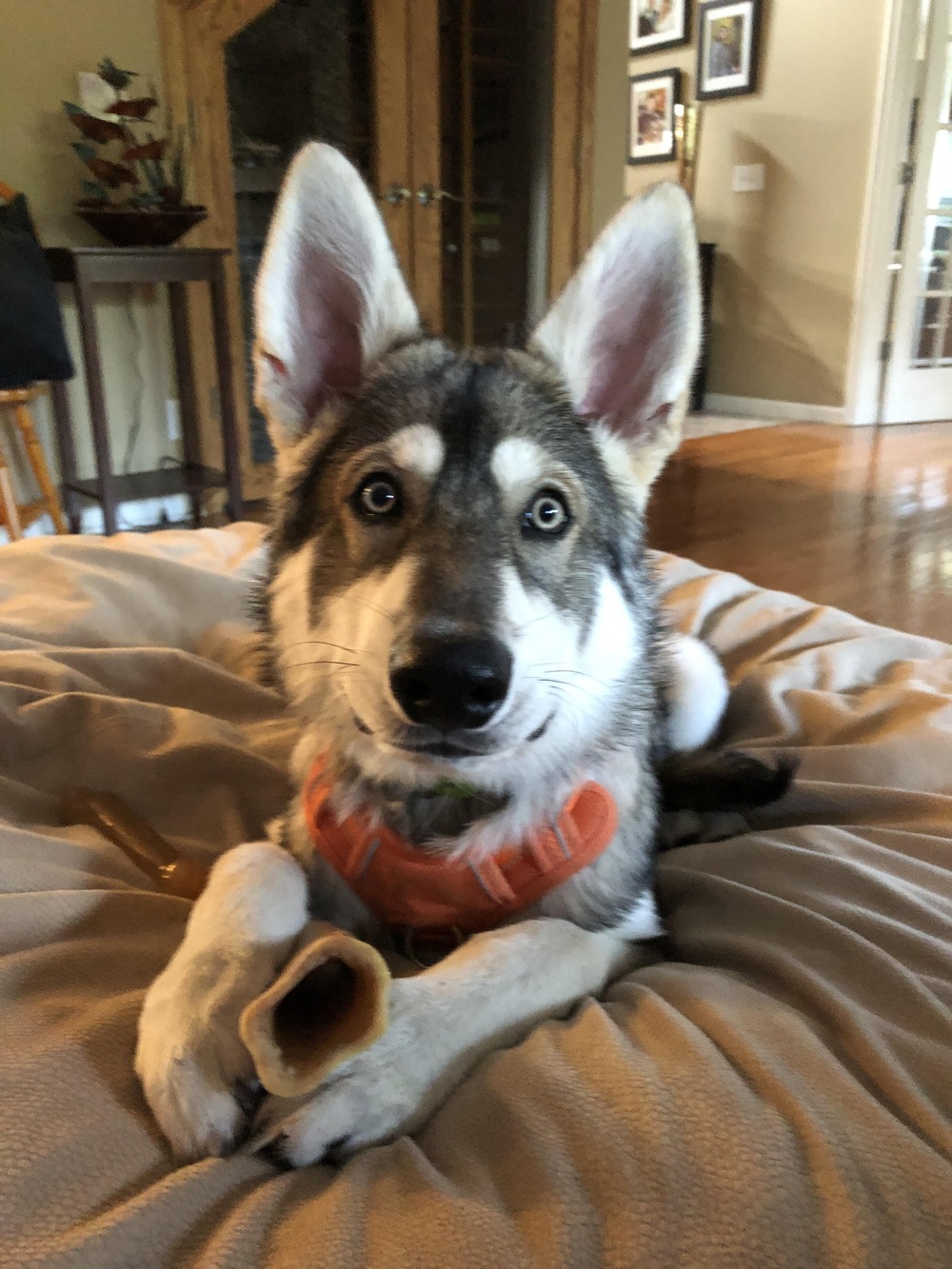 Northern Inuit Dog moving at a brisk walk