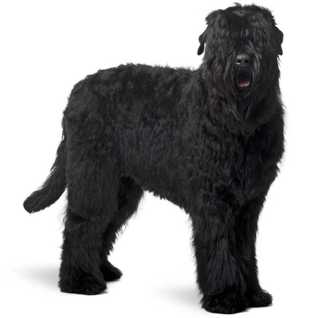 Black Russian Terrier close-up with coat texture