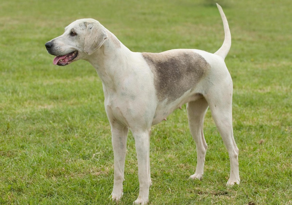 Short coated hound looking to the side