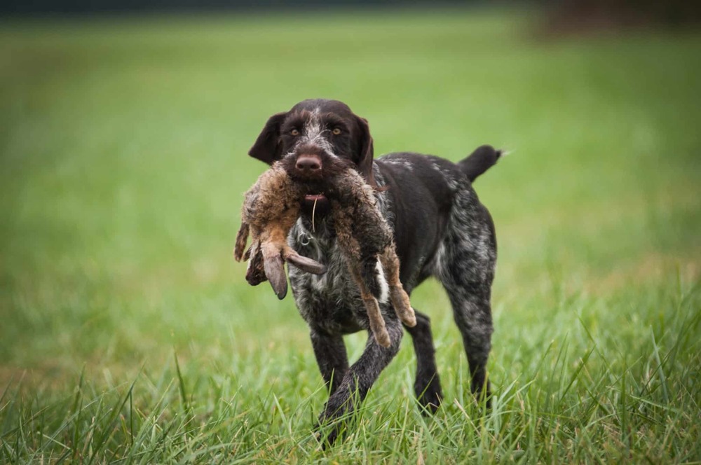 German Longhaired Pointer moving through grass