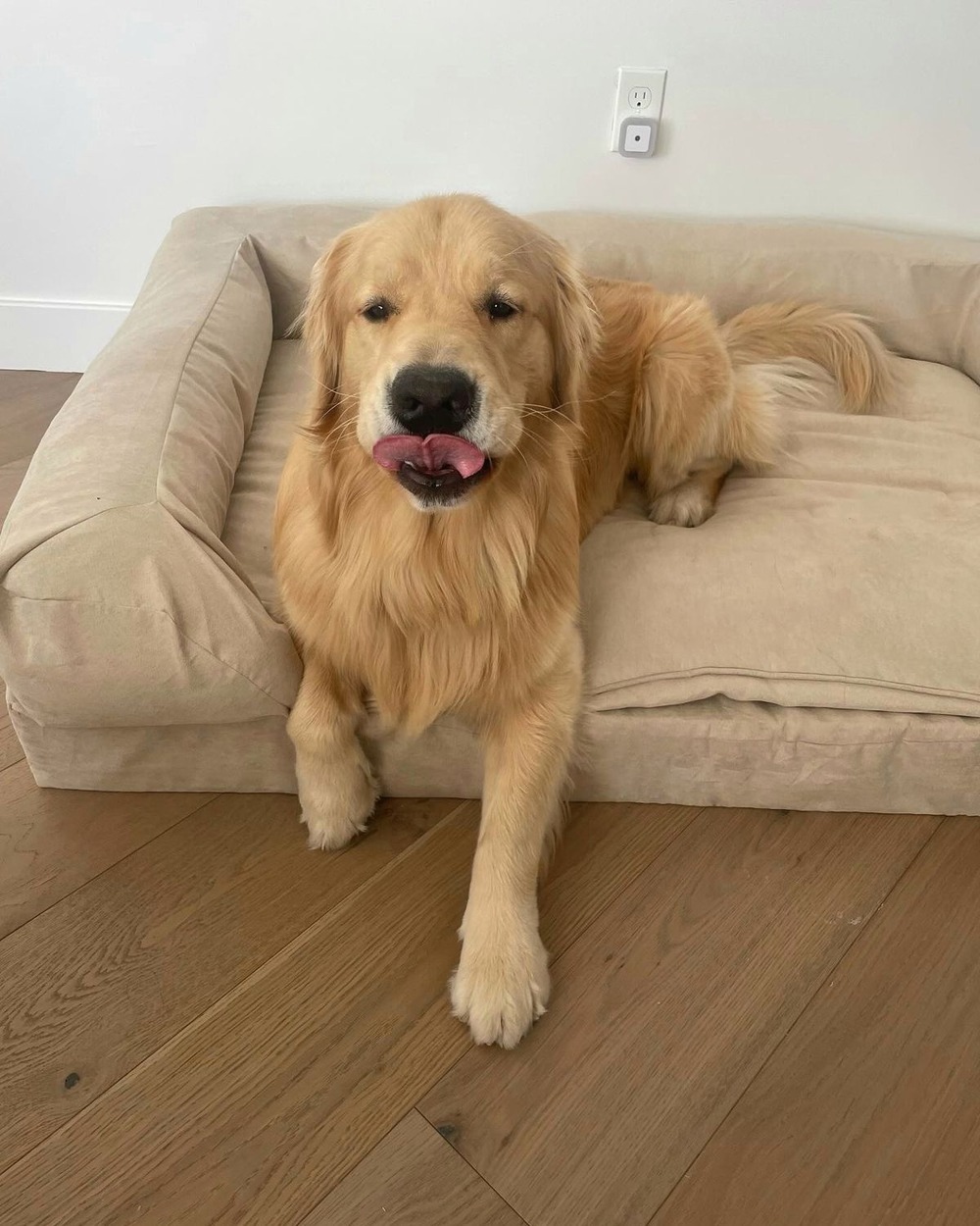 Plummer Terrier looking alert in a garden