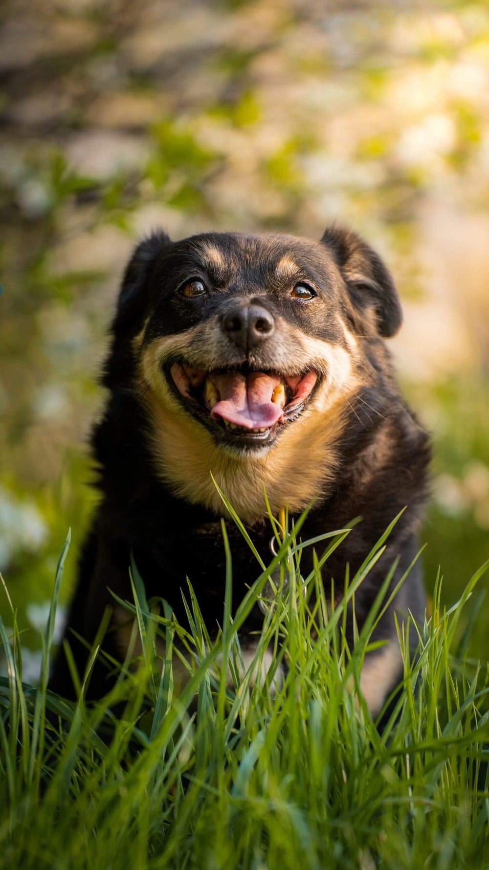 Shikoku dog portrait with pricked ears