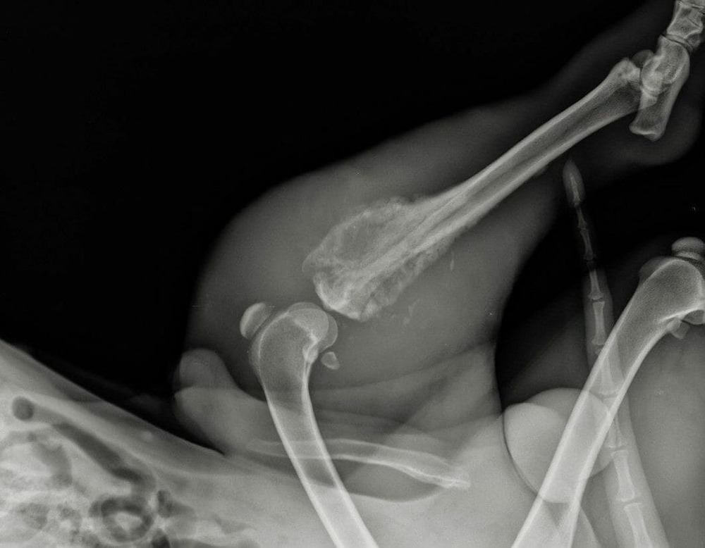 Dog resting comfortably on a soft mat at home