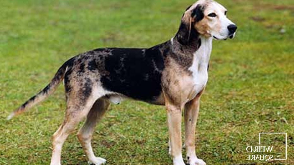 Dunker hound standing outdoors
