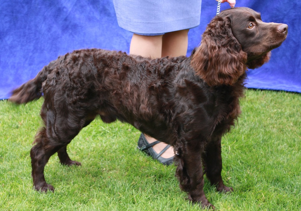 American Water Spaniel close-up of curly fur