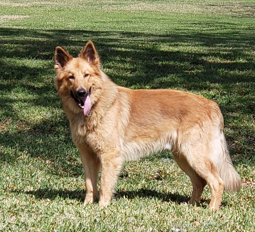 Garafian Shepherd Dog standing outdoors
