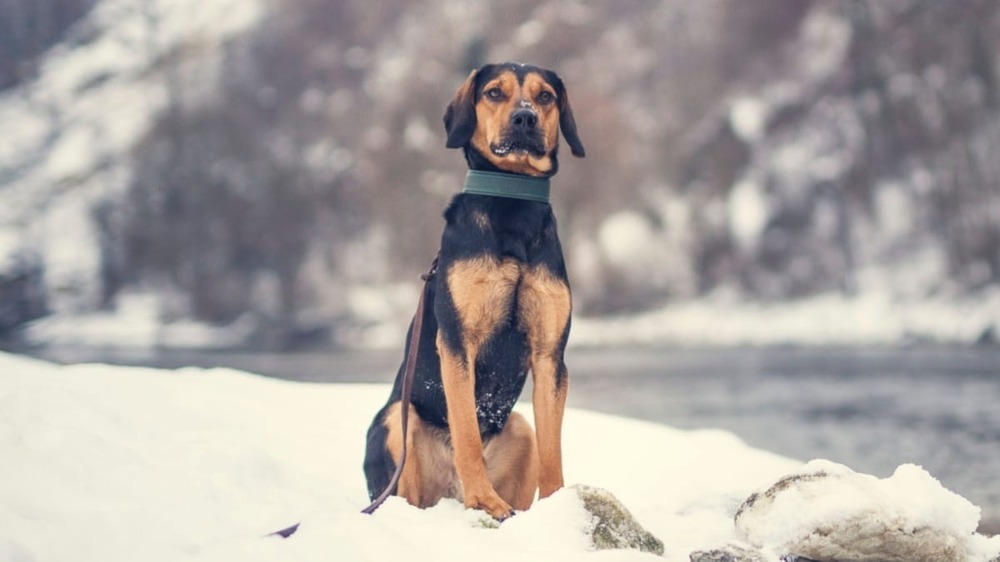 Tyrolean Hound moving through grass