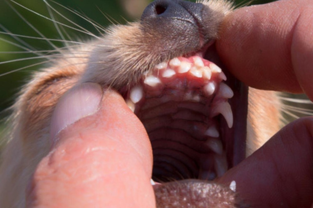 Dog mouth with visible teeth and gums