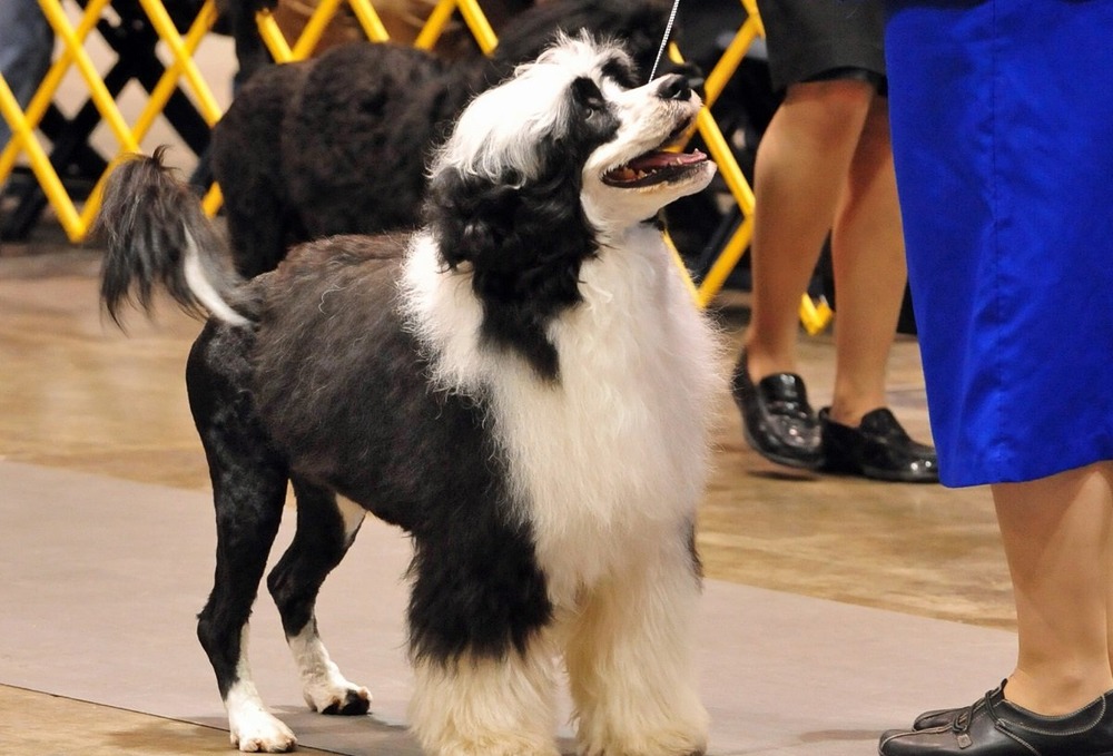 Dog resting on grass in daylight