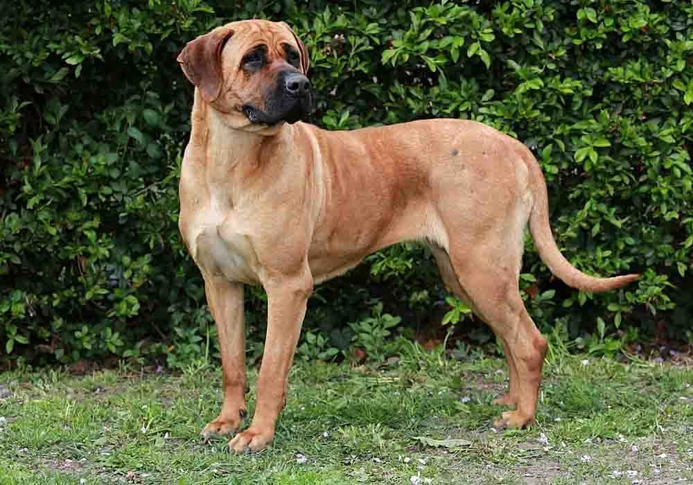 Large short-coated mastiff-type dog standing side-on
