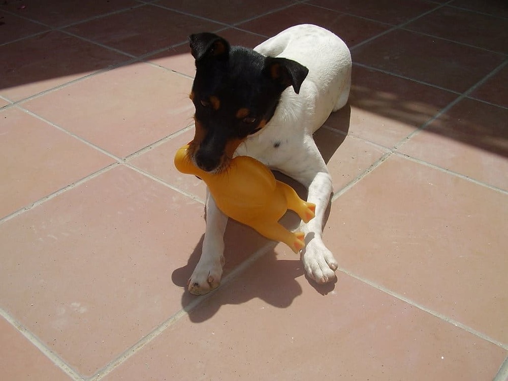 Ratonero Bodeguero Andaluz running on grass