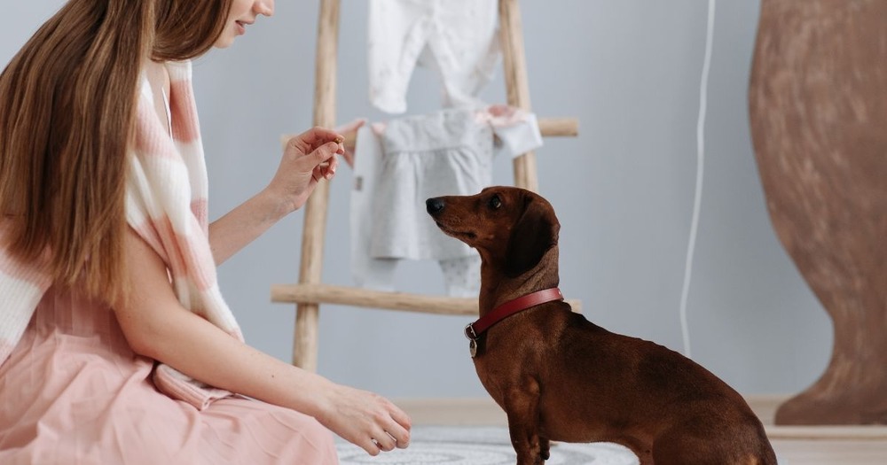 Dachshund side profile showing long body and short legs