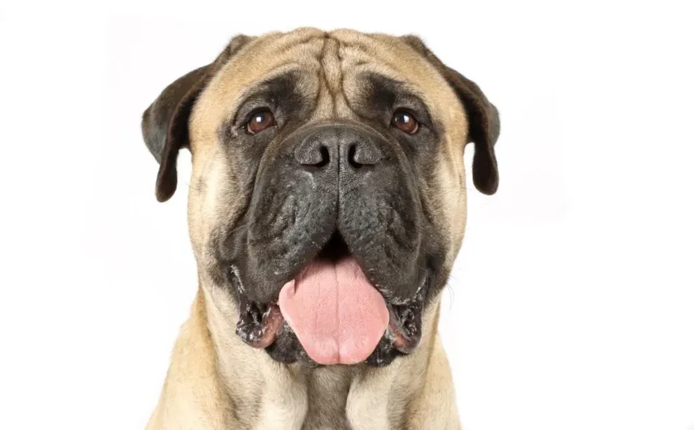 Close view of a Bullmastiff face with dark mask