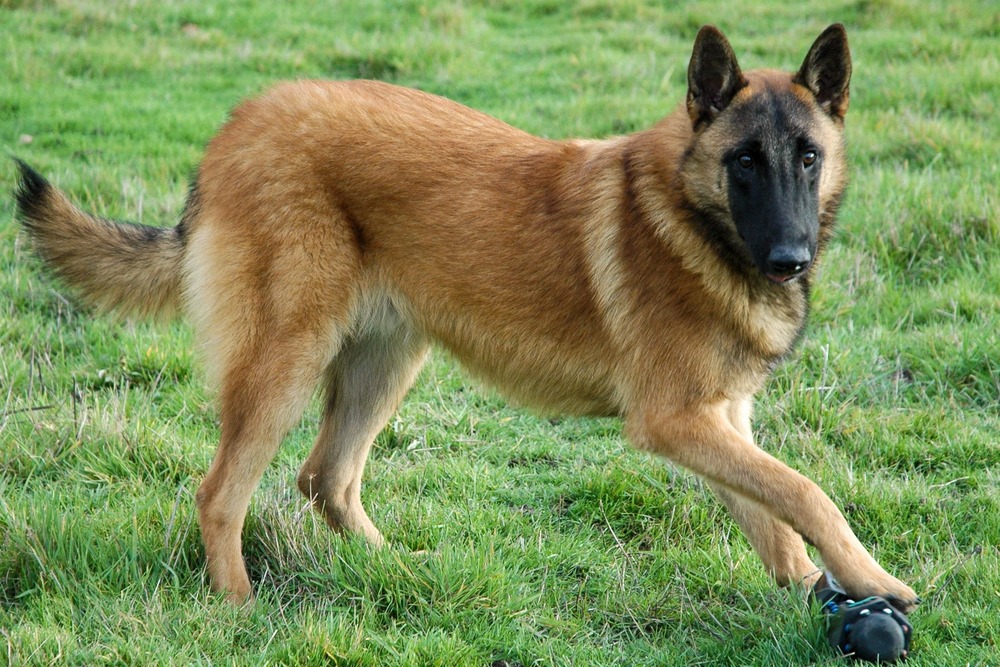 Belgian Malinois engaged in training outdoors