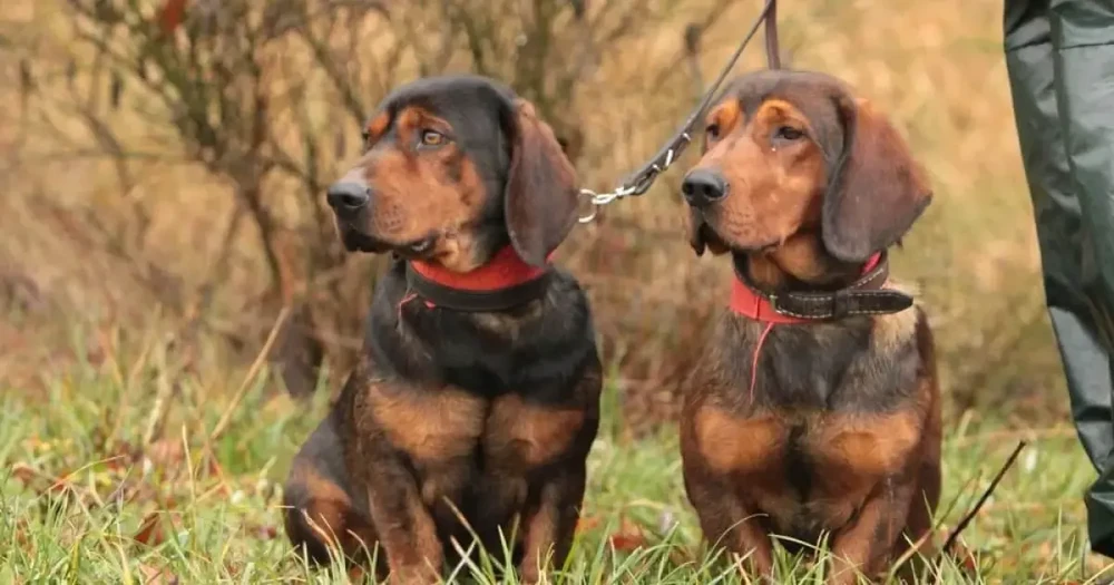 Alpine Dachsbracke standing outdoors
