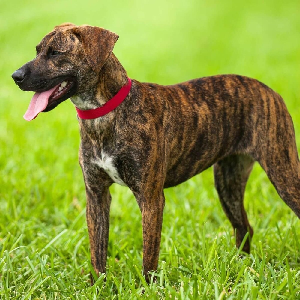 Treeing Cur standing outdoors