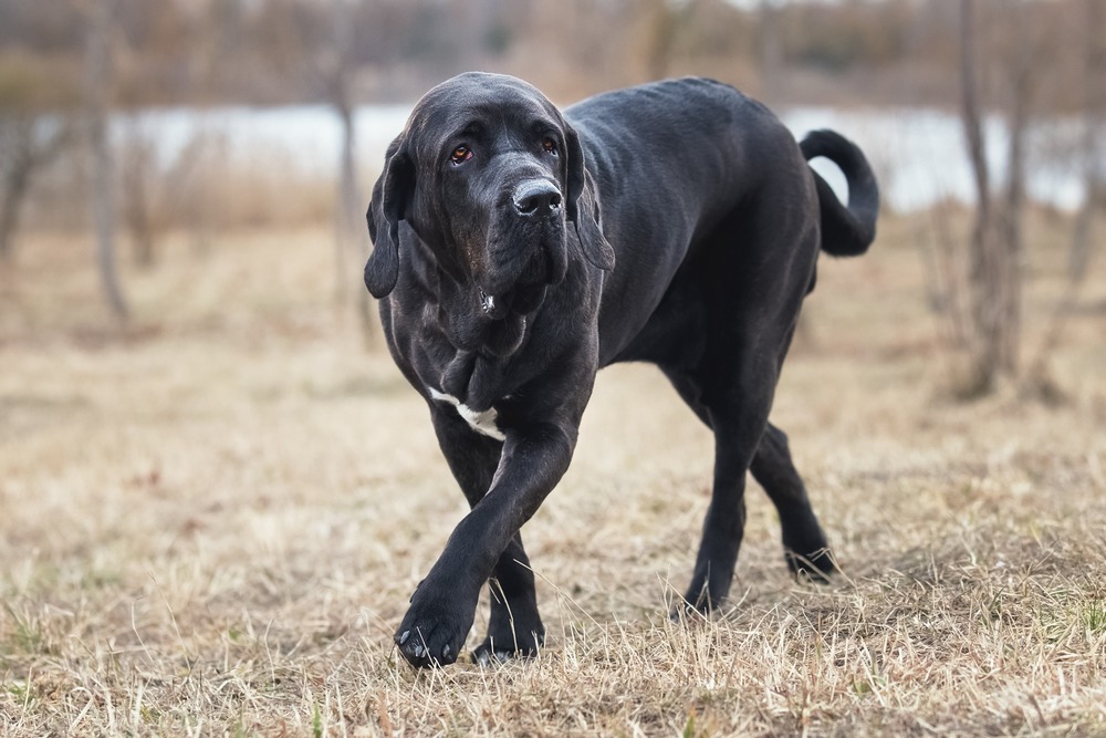Fila Brasileiro lying down resting