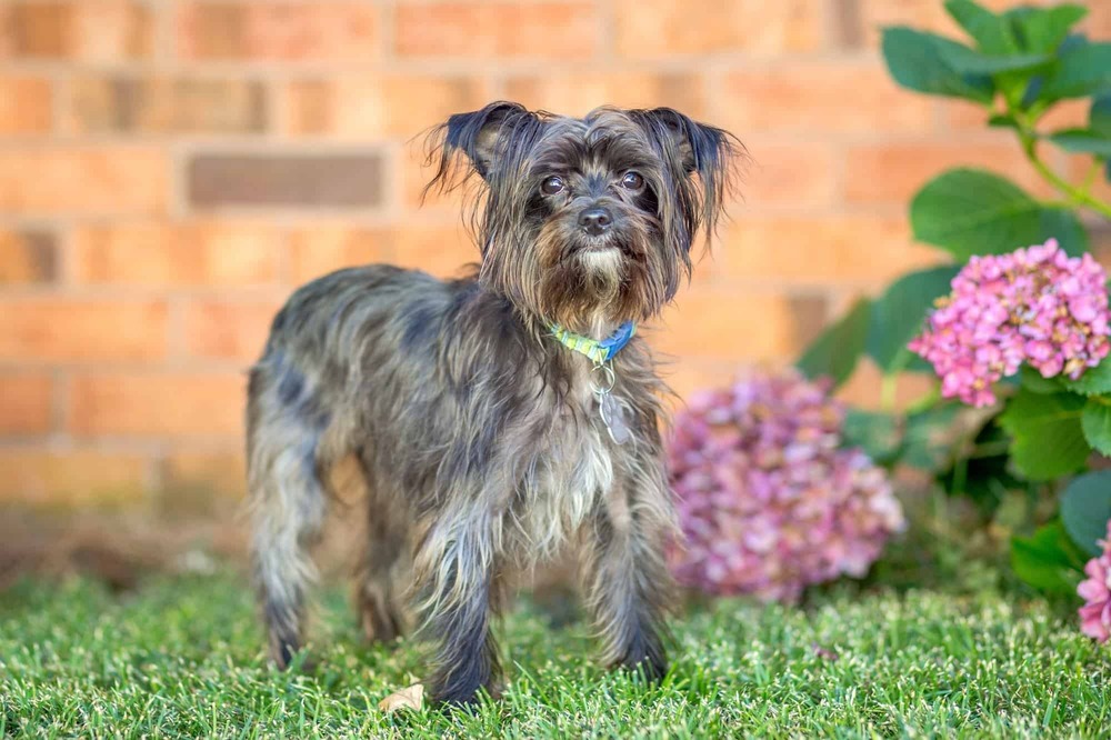 Maltese sitting indoors