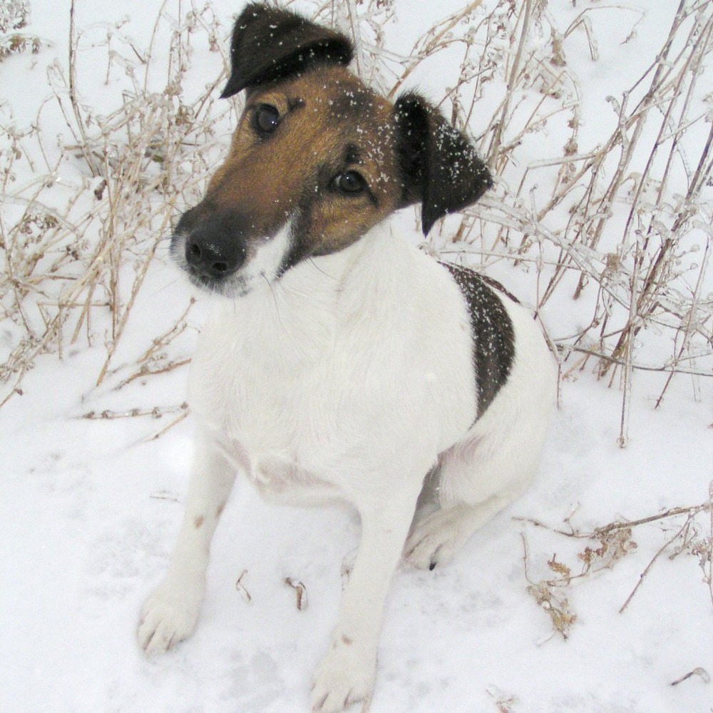 Chilean Terrier close-up portrait