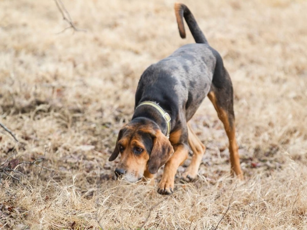 Colombian Fino Hound sniffing the ground on a trail