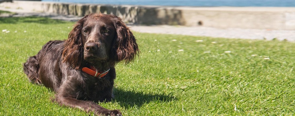 German Spaniel standing outdoors