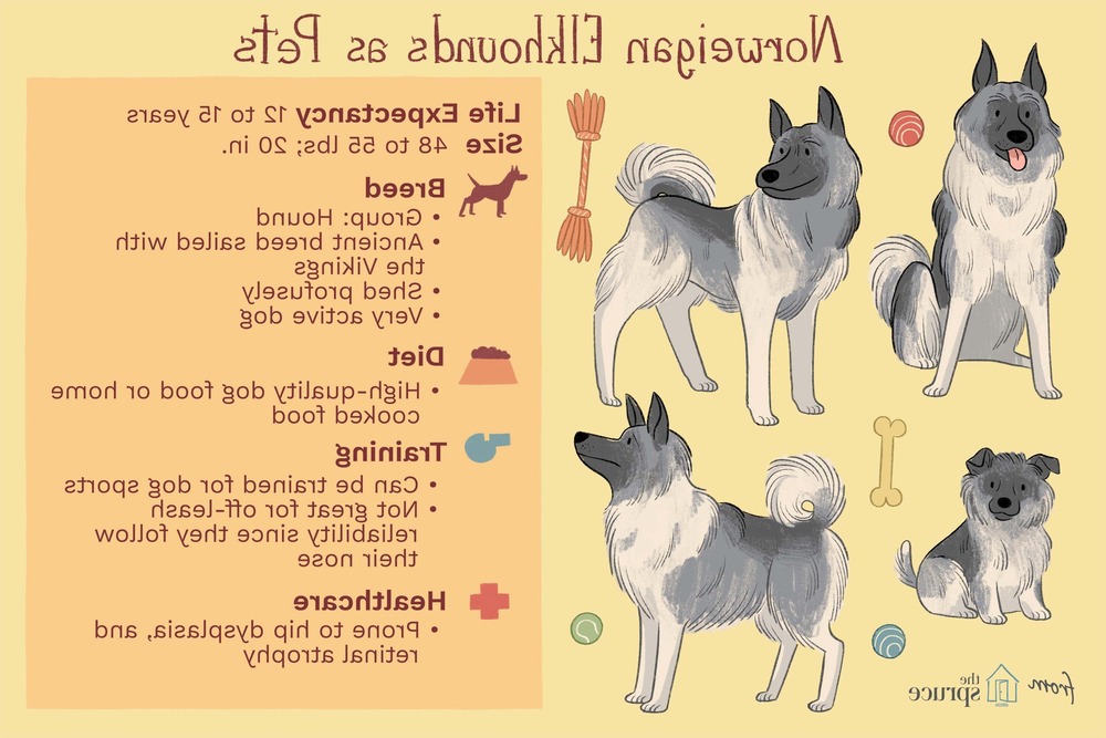 Norwegian Elkhound standing outdoors