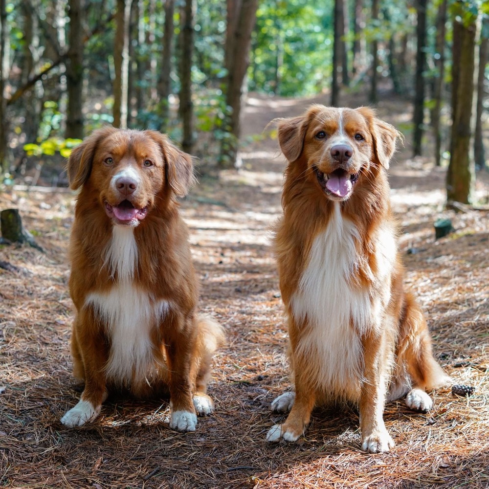 Nova Scotia Duck Tolling Retriever outdoors with red coat