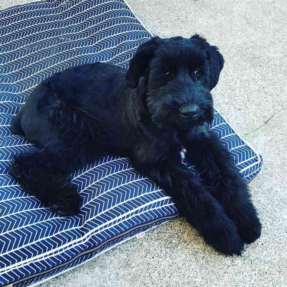 Giant Schnauzer sitting outdoors