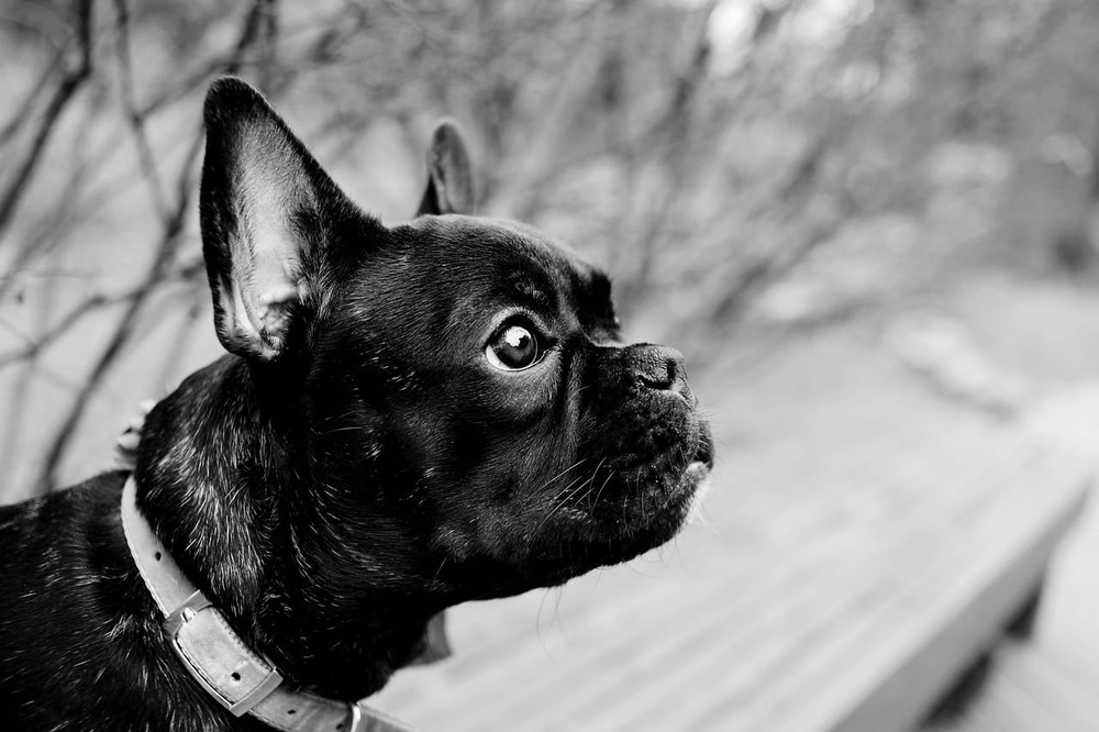 Large black and white hound in a grassy setting