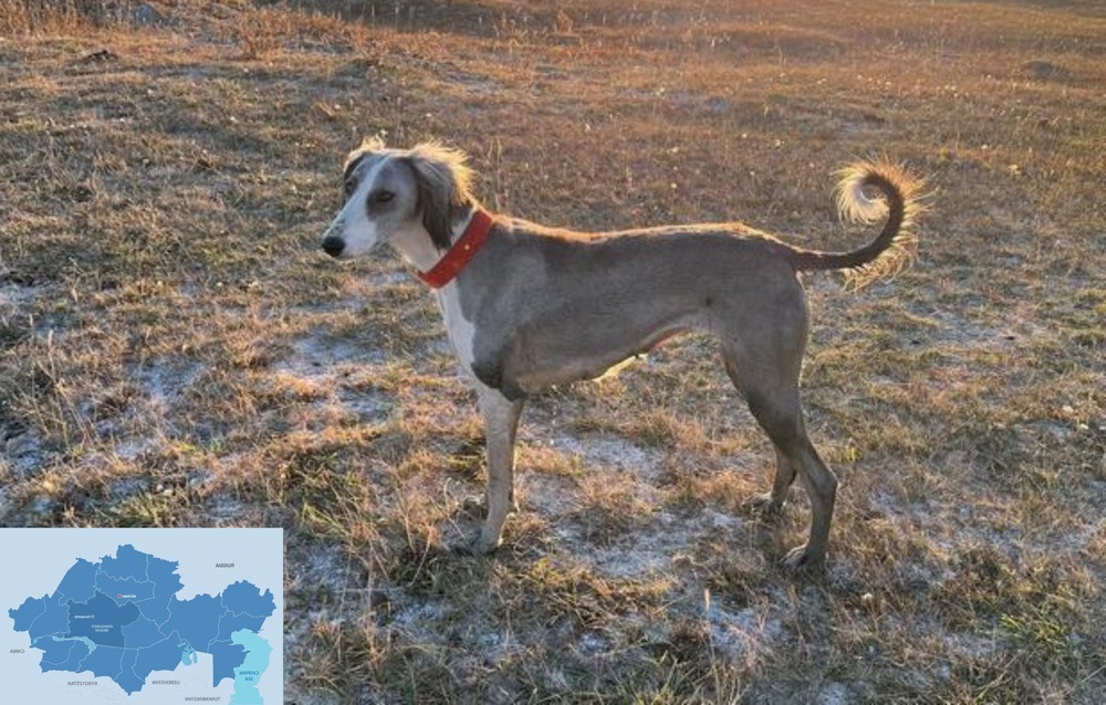 Close view of a Tazy dog head and shoulders